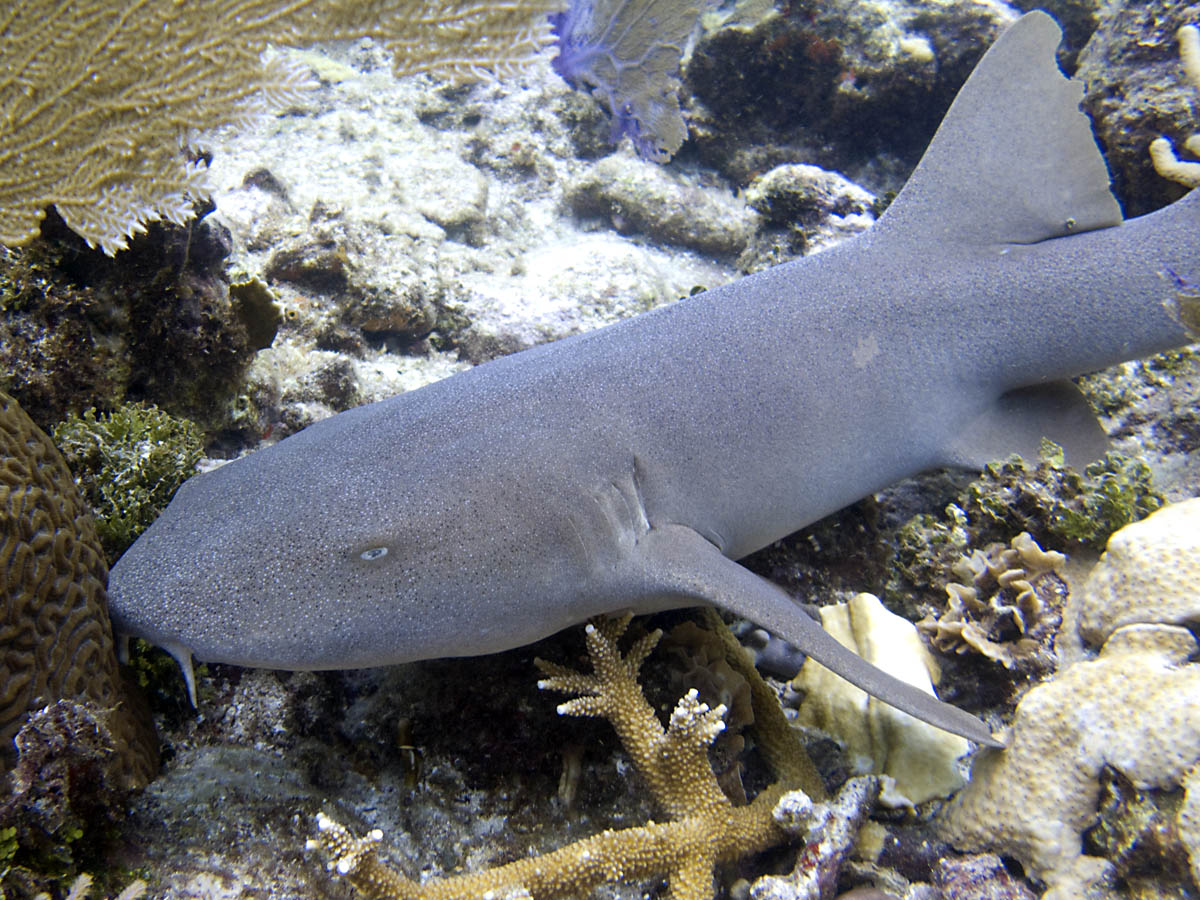Nurse shark over Newman's Wall